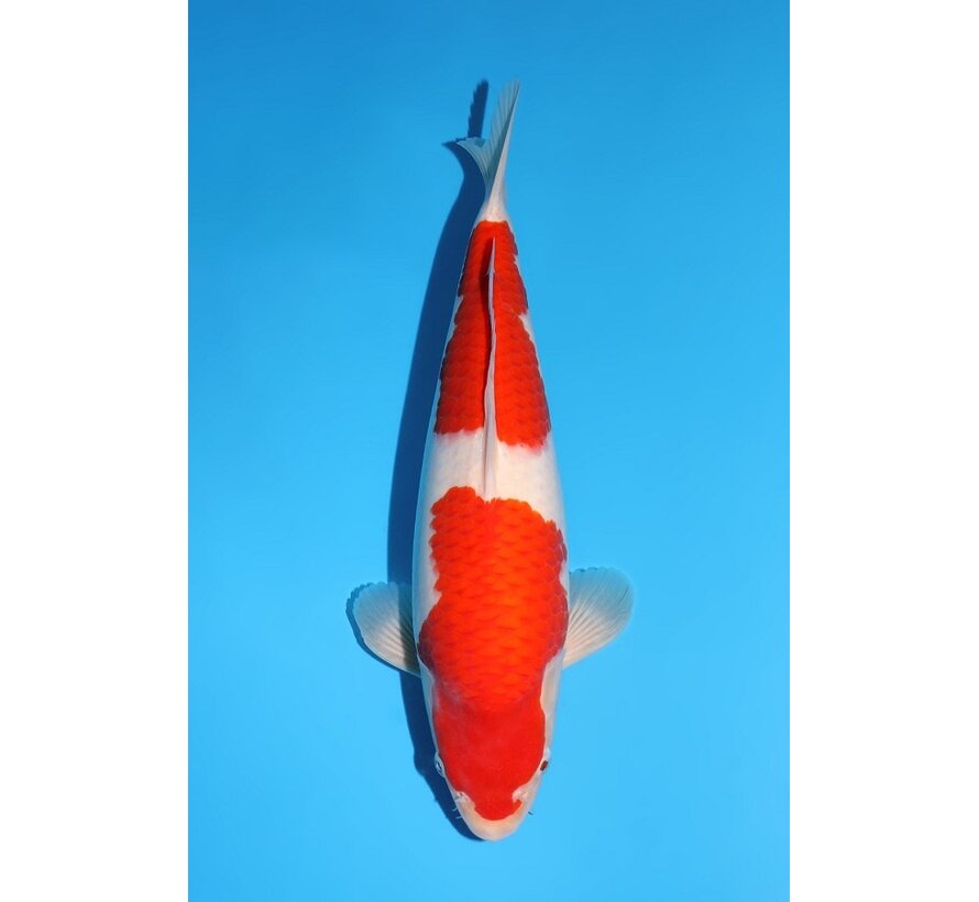 Momotaro Kohaku No. 162  | 43 cm |