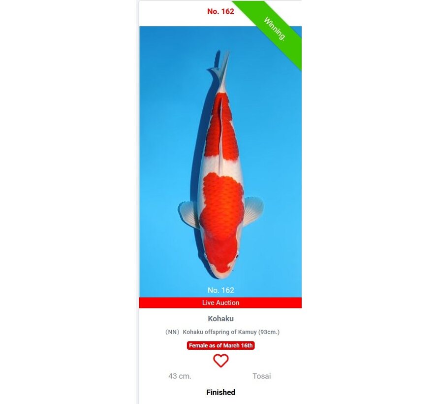 Momotaro Kohaku No. 162  | 43 cm |