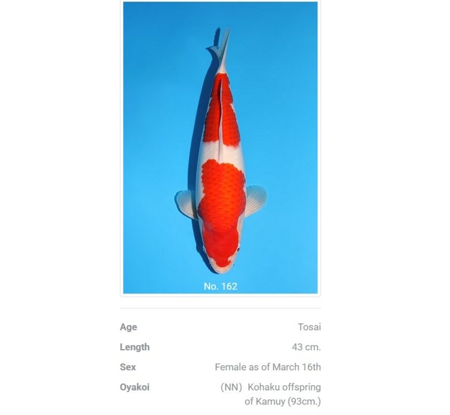 Momotaro Kohaku No. 162  | 43 cm |