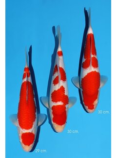 Momotaro Kohaku No. 104 – 29–30 cm  PRIJS PER STUK