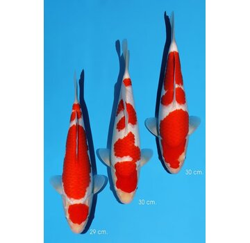 Momotaro Kohaku No. 104 – 29–30 cm  PRIJS PER STUK