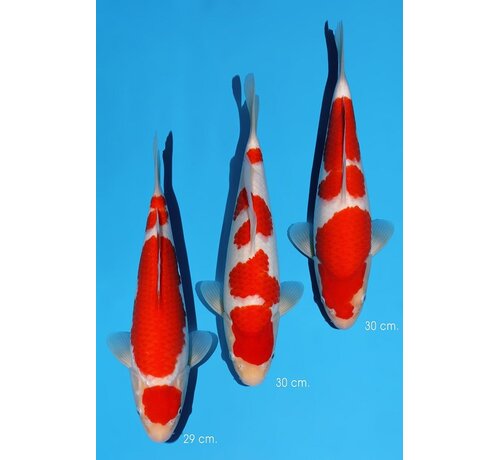 Momotaro Kohaku No. 104 – 29–30 cm