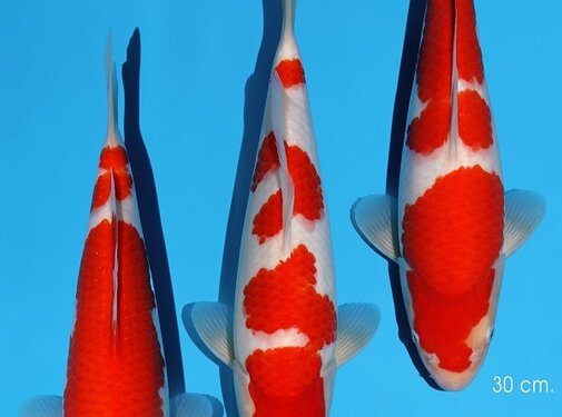 Momotaro Kohaku No. 104 – 29–30 cm PRIJS PER STUK