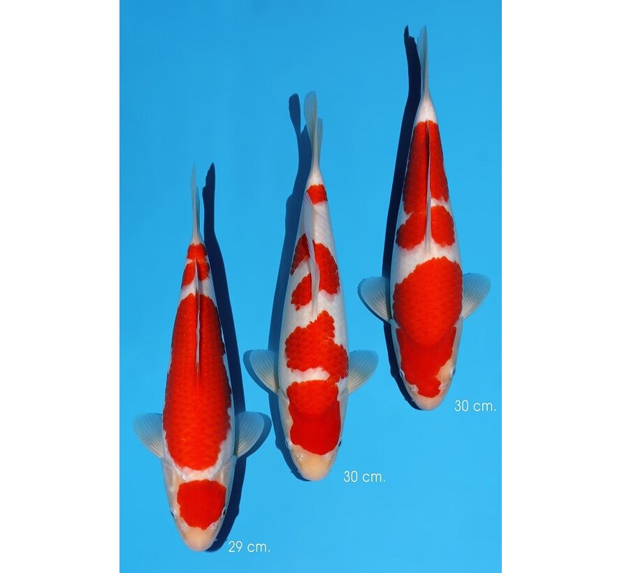 Momotaro Kohaku No. 104 – 29–30 cm