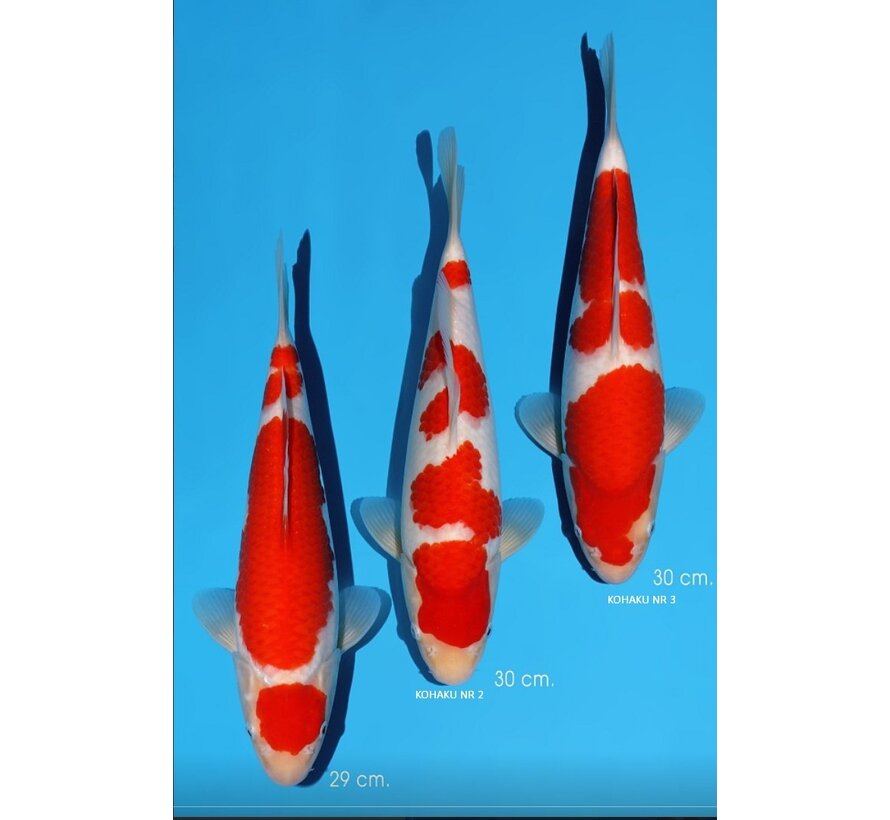 Momotaro Kohaku No. 104 – 29–30 cm