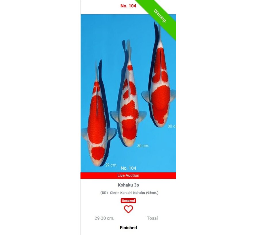 Momotaro Kohaku No. 104 – 29–30 cm