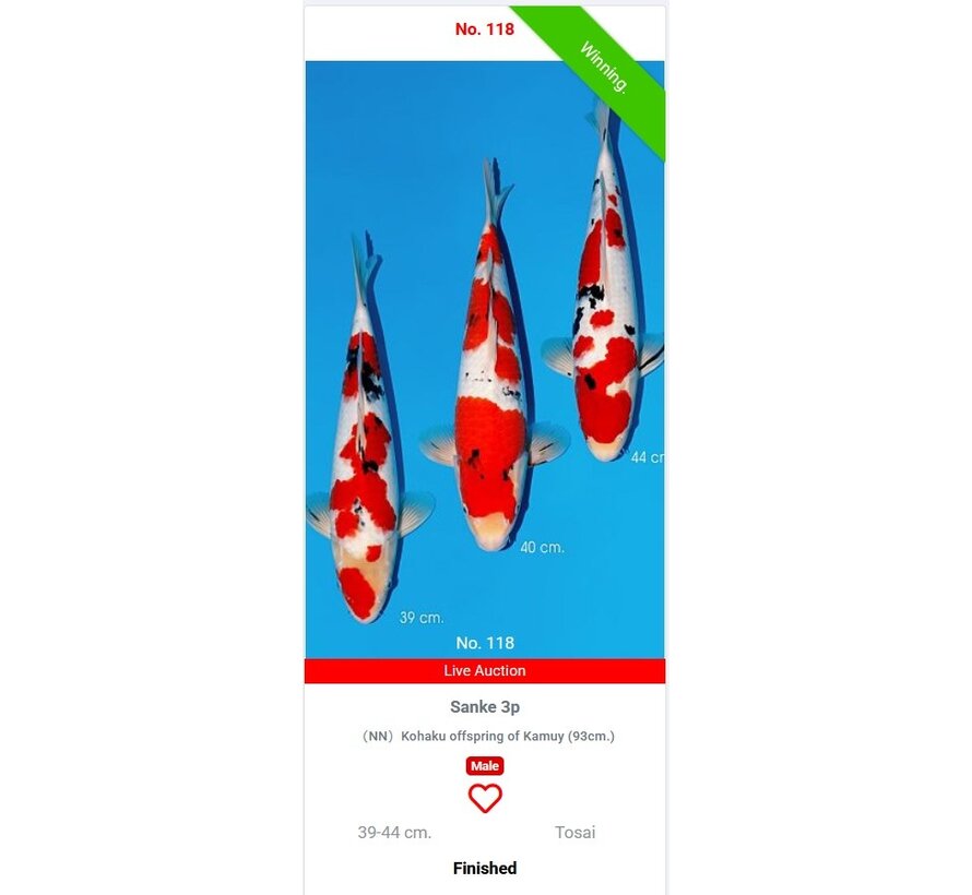 Momotaro Sanke No. 118  39–44 cm