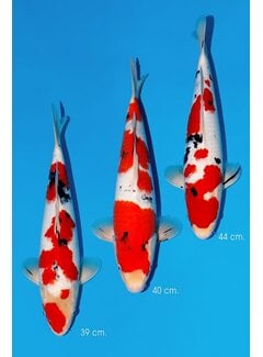 Momotaro Sanke No. 118  39–44 cm PRIJS PER STUK