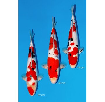 Momotaro Sanke No. 118  39–44 cm PRIJS PER STUK