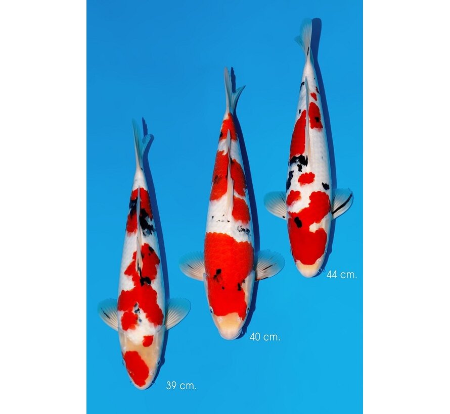 Momotaro Sanke No. 118  39–44 cm