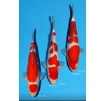 Momotaro Tosai VHQ Auction April