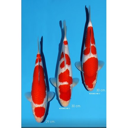 Momotaro Tosai VHQ Auction April