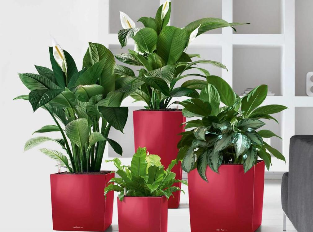 Lechuza Lechuza- CUBE PREMIUM 30 scharlakenrood hoogglans ALL-IN-ONE set