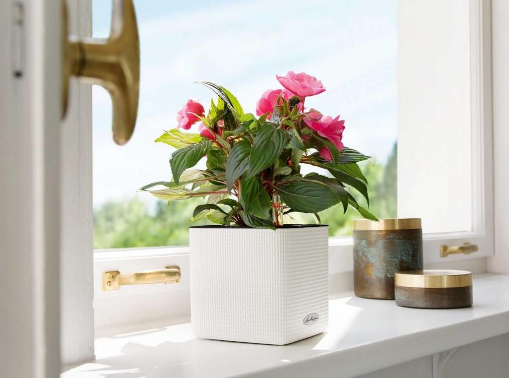 Lechuza Lechuza  - Cube Color 16 Wit ALL-IN-ONE