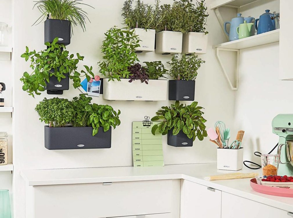Lechuza Lechuza - CUBE COLOR Green Wall Home Kit Wit ALL-IN-ONE LEC13398 4008789133984