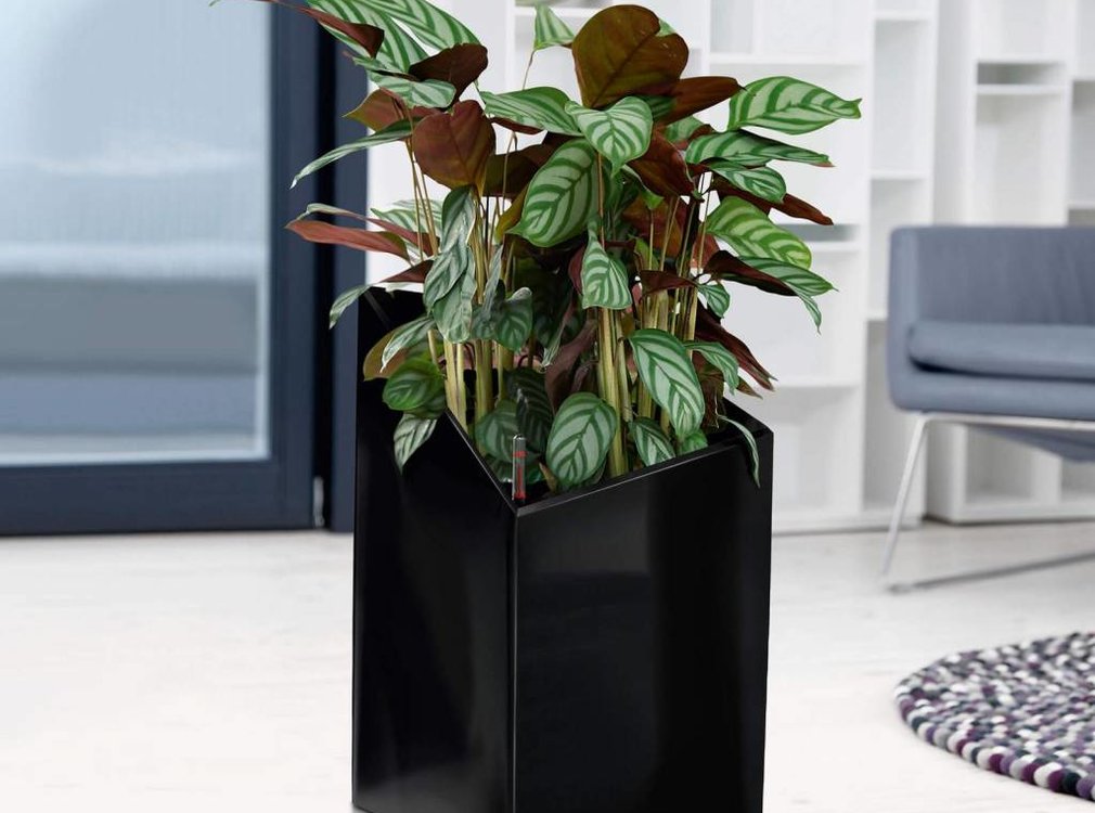 Lechuza LECHUZA - plantenbak CURSIVO PREMIUM 30 zwart hoogglans ALL-IN-ONE set