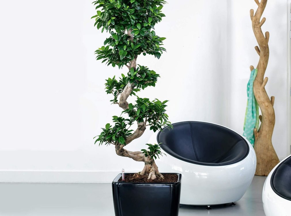 Lechuza Lechuza - plantenbak QUADRO PREMIUM 50 LS zwart hoogglans ALL-IN-ONE set