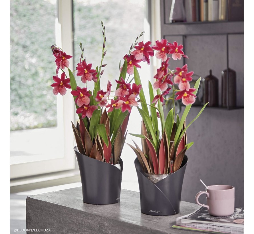 Lechuza - Orchidea  Leisteengrijs mat ALL-IN-ONE