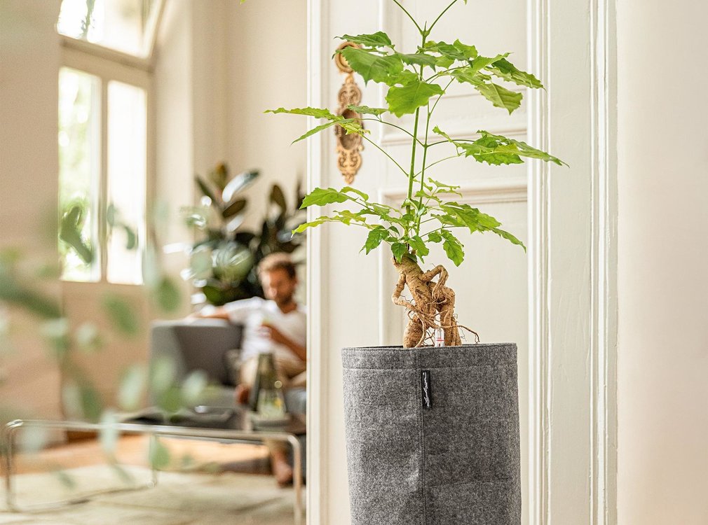 Lechuza Lechuza - TRENDCOVER 23 FILZ -  Pflanzgefäß - ALL-IN-ONE Set -light grey
