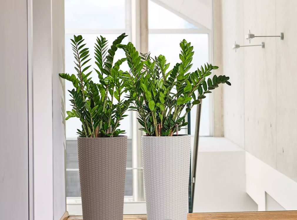 Lechuza Lechuza - plantenbak CILINDRO COTTAGE 32 mokka ALL-IN-ONE set