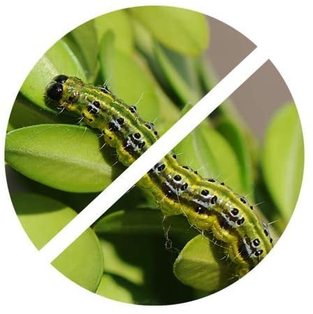 Topbuxus Anti Rups 15 gr voor 200 m²  | voorheen XenTari®