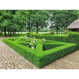 Topbuxus Anti Rups 15 gr voor 200 m²  | voorheen XenTari®