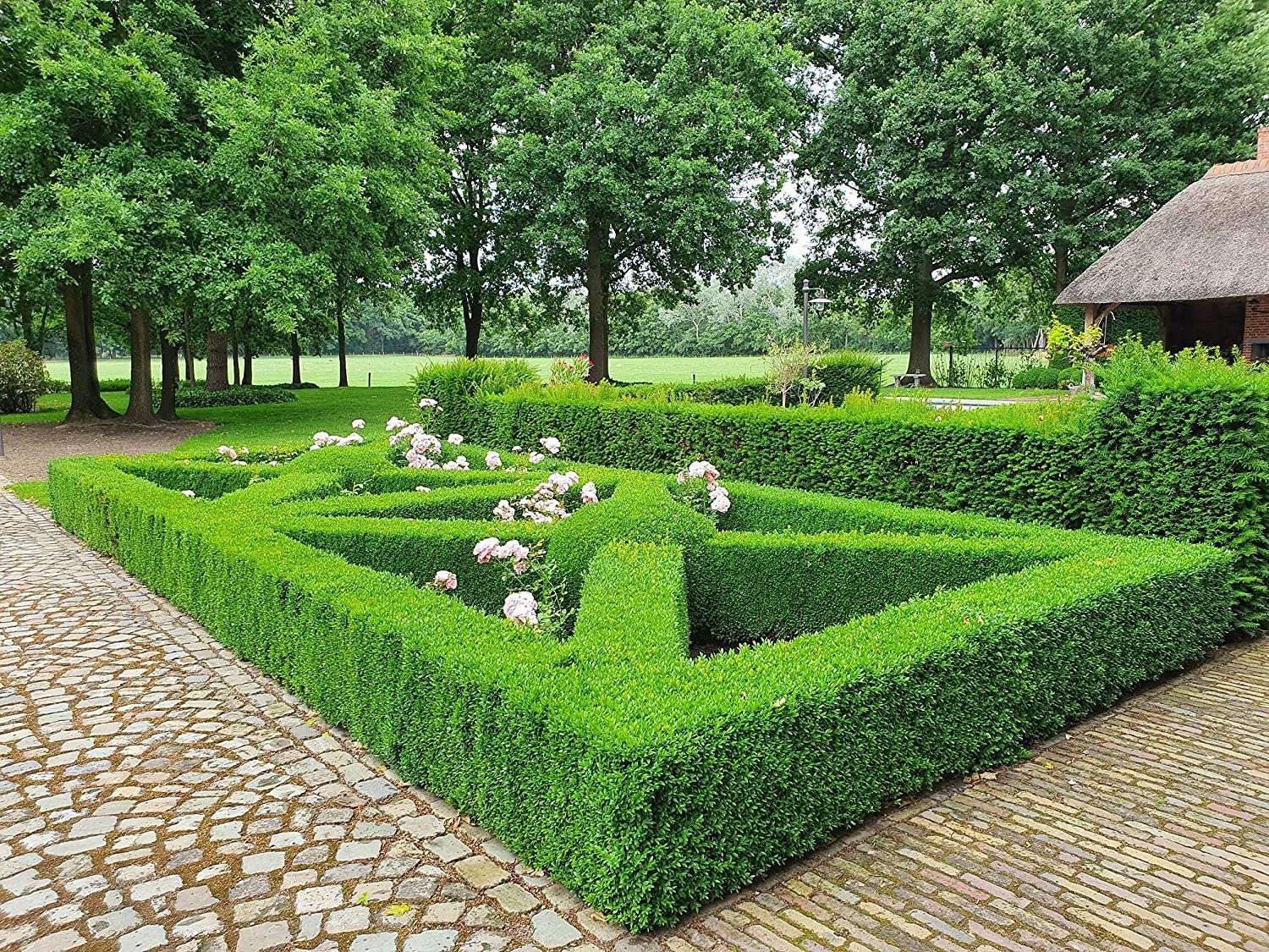 Topbuxus Anti Rups 15 gr voor 200 m²  | voorheen XenTari®