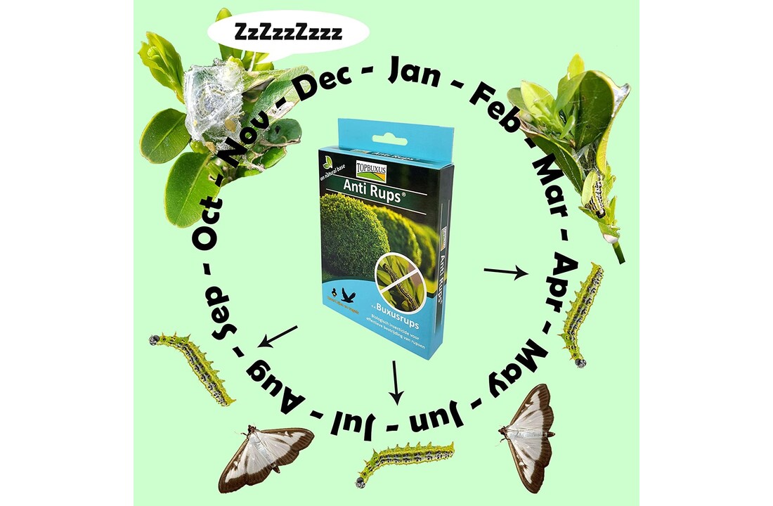 Topbuxus Anti Rups 15 g contra la oruga del olivo