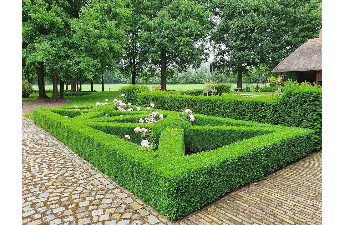Topbuxus Anti Rups 15 gr tegen olijfrups