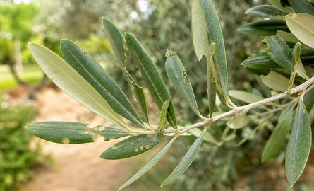 Olijfrups bestrijden: herken de schade aan je olijfboom
