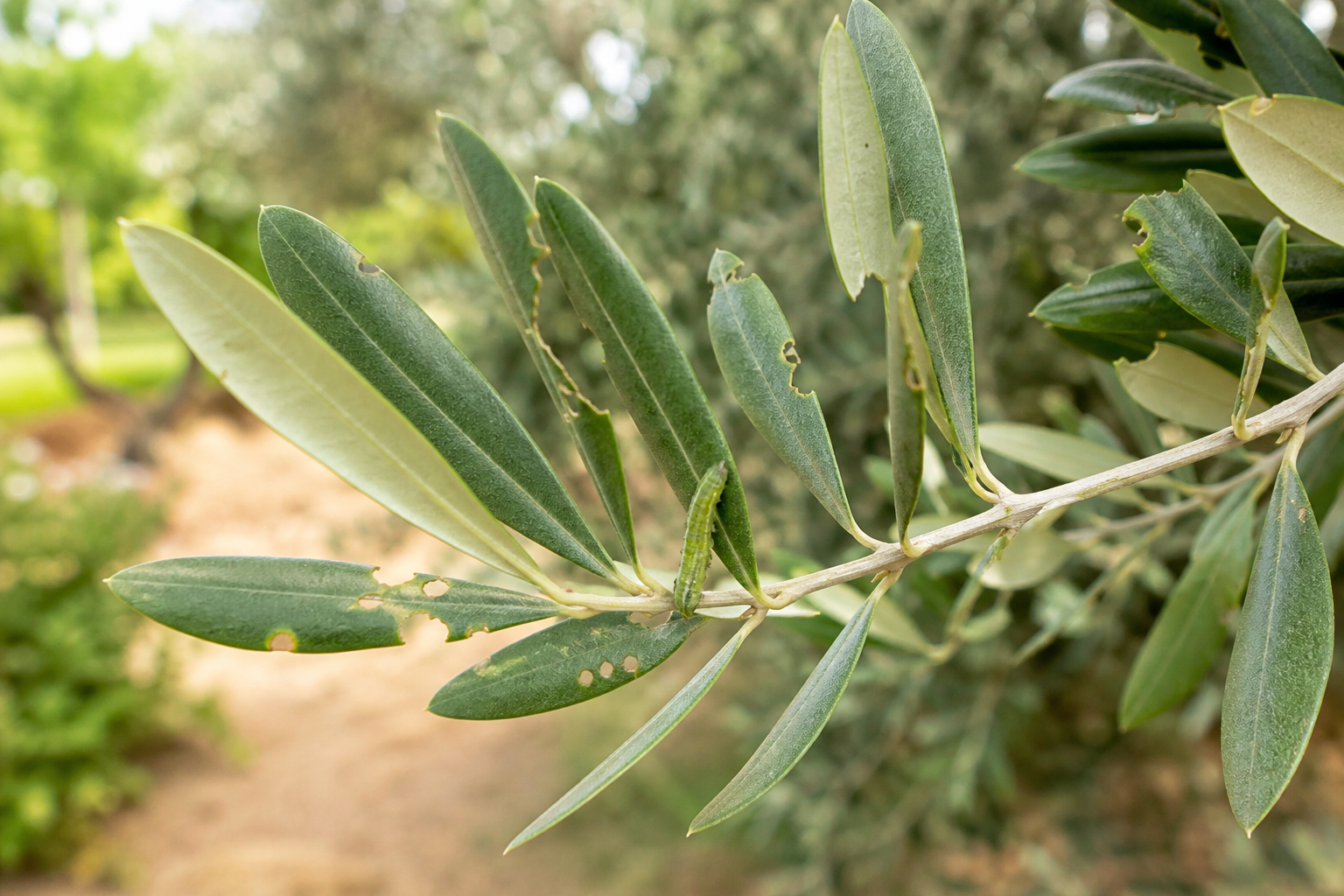 Olijfrups bestrijden: herken de schade aan je olijfboom