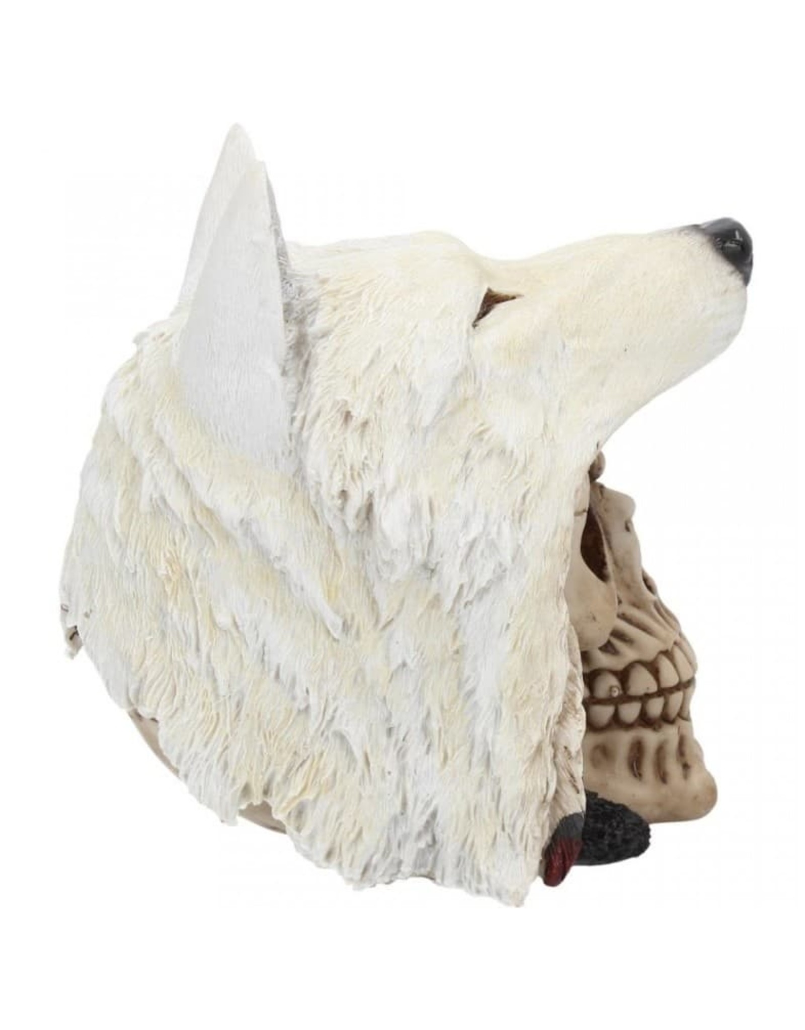 Alator Schedels - Schedel Night Wolf - Nemesis Now