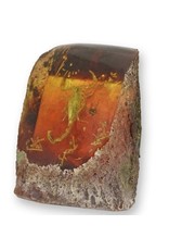 Trukado Miscellaneous -  Scorpion Fossil Cast in Resin