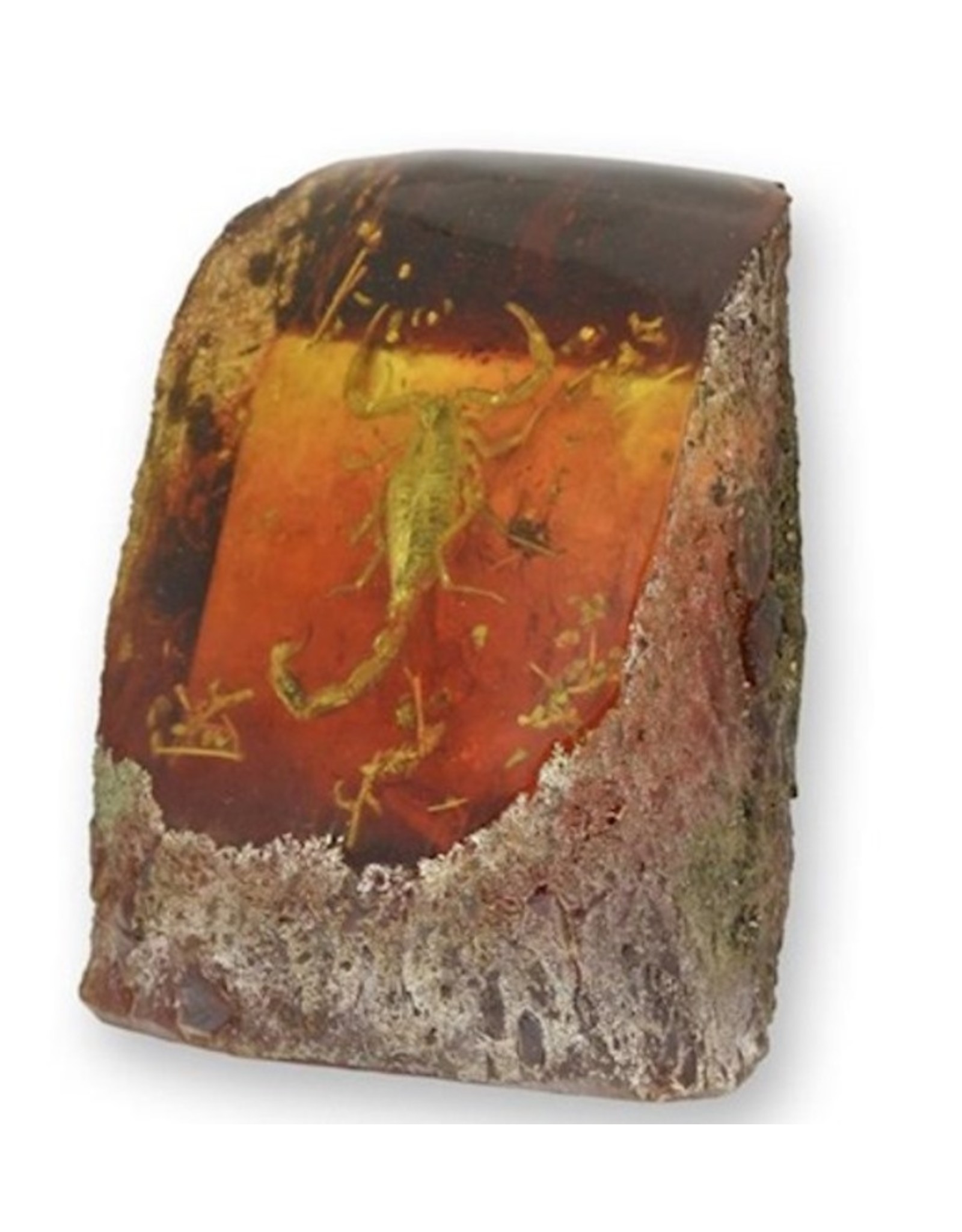 Trukado Miscellaneous -  Scorpion Fossil Cast in Resin