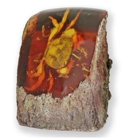 Trukado Crab Fossil Cast in Resin 9cm