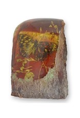 Trukado Miscellaneous -  Butterfly Fossil Cast in Resin 9cm
