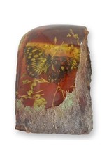 Trukado Miscellaneous - Vlinder Fossiel Gegoten in Kunsthars 9cm