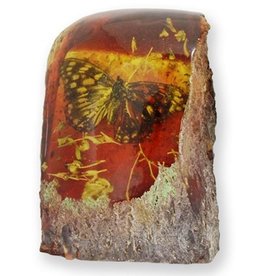 Trukado Butterfly Fossil Cast in Resin 9cm
