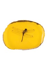 Trukado Miscellaneous - Dragonfly Fossil Cast in Resin 11cm