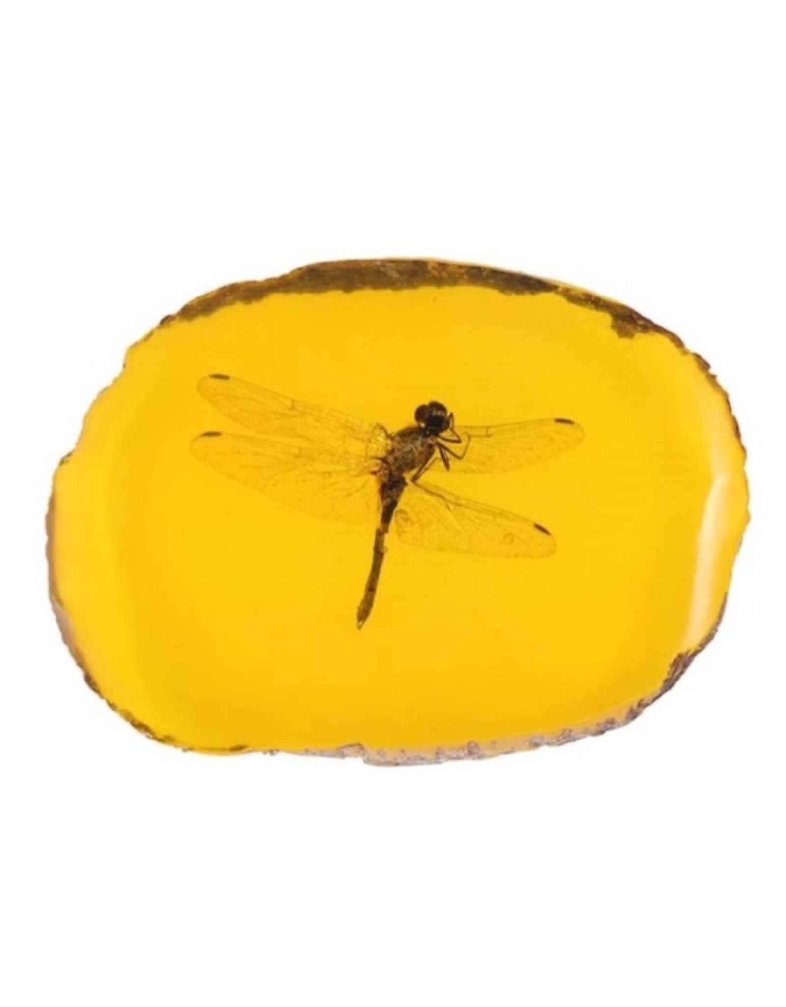 Trukado Miscellaneous - Dragonfly Fossil Cast in Resin 11cm
