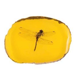 Trukado Dragonfly Fossil Cast in Resin 11cm