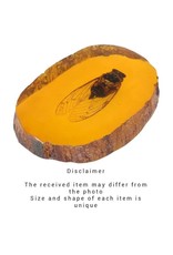 Trukado Miscellaneous - Cicada Fossil Cast in Resin 11cm