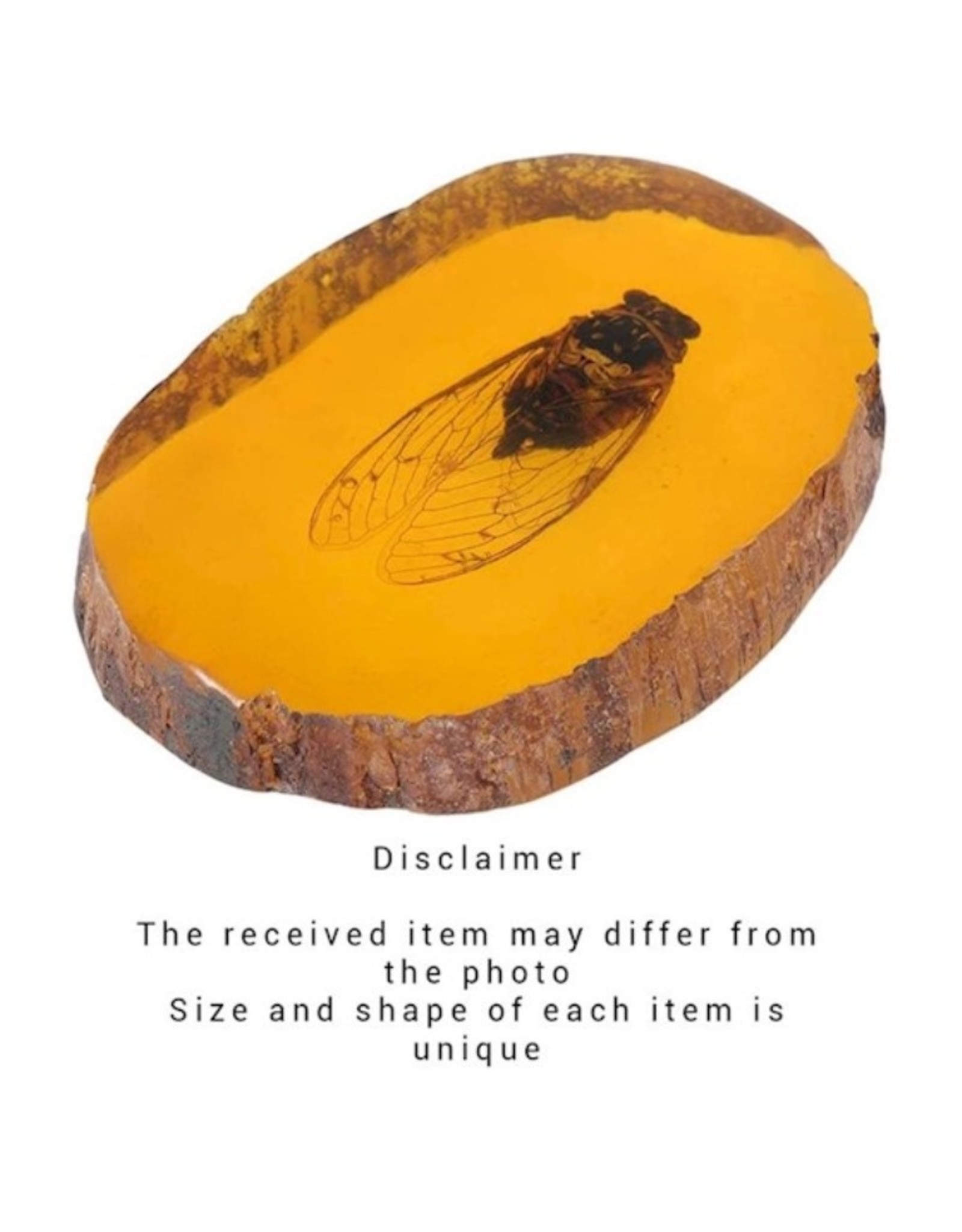 Trukado Miscellaneous - Cicada Fossil Cast in Resin 11cm