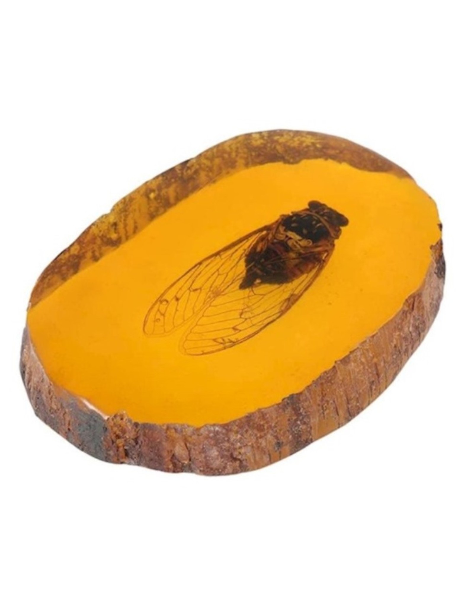 Trukado Miscellaneous - Cicada Fossil Cast in Resin 11cm