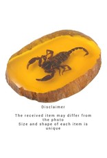 Trukado Miscellaneous - Scorpion Fossil Cast in Resin 11cm