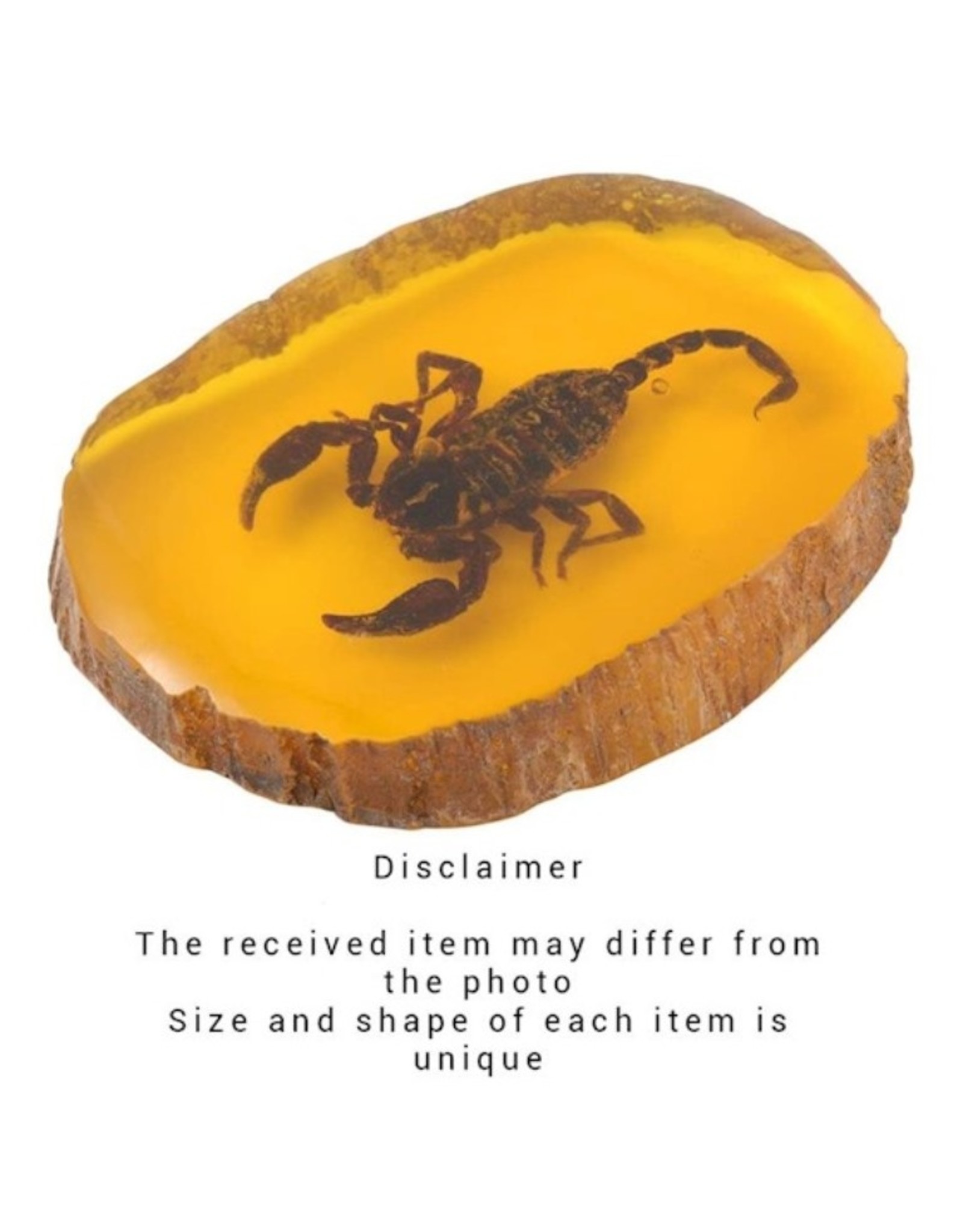 Trukado Miscellaneous - Scorpion Fossil Cast in Resin 11cm