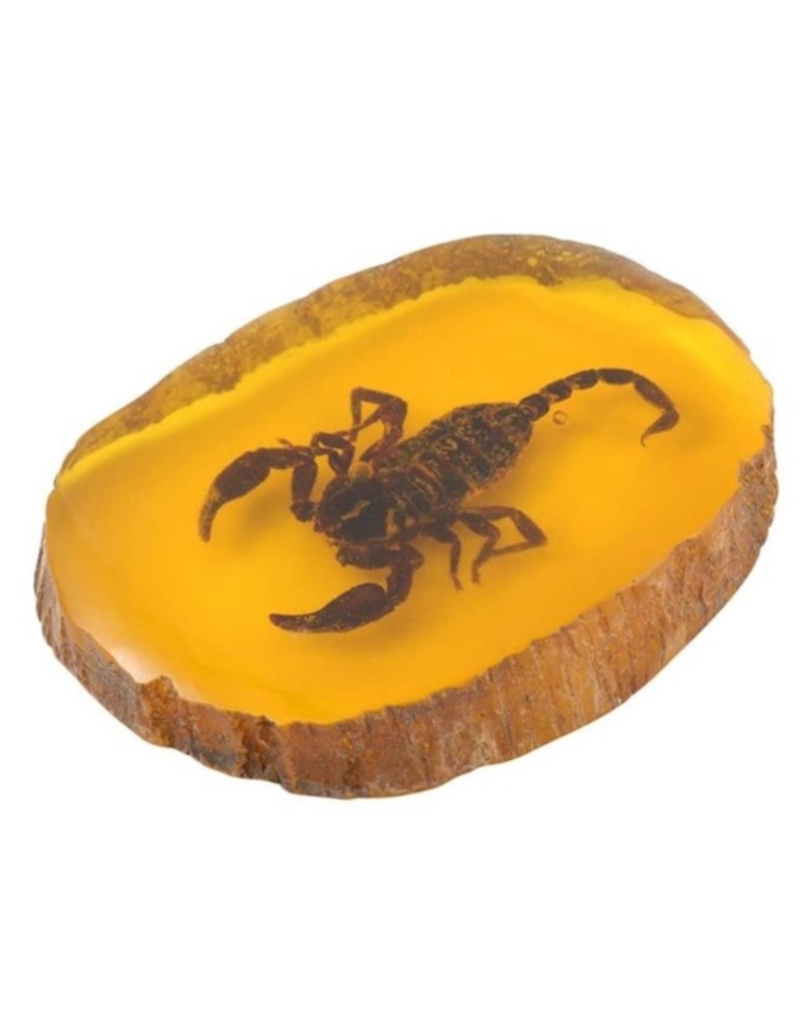 Trukado Miscellaneous - Scorpion Fossil Cast in Resin 11cm