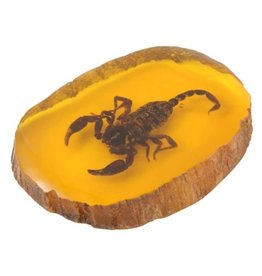 Trukado Scorpion Fossil Cast in Resin 11cm