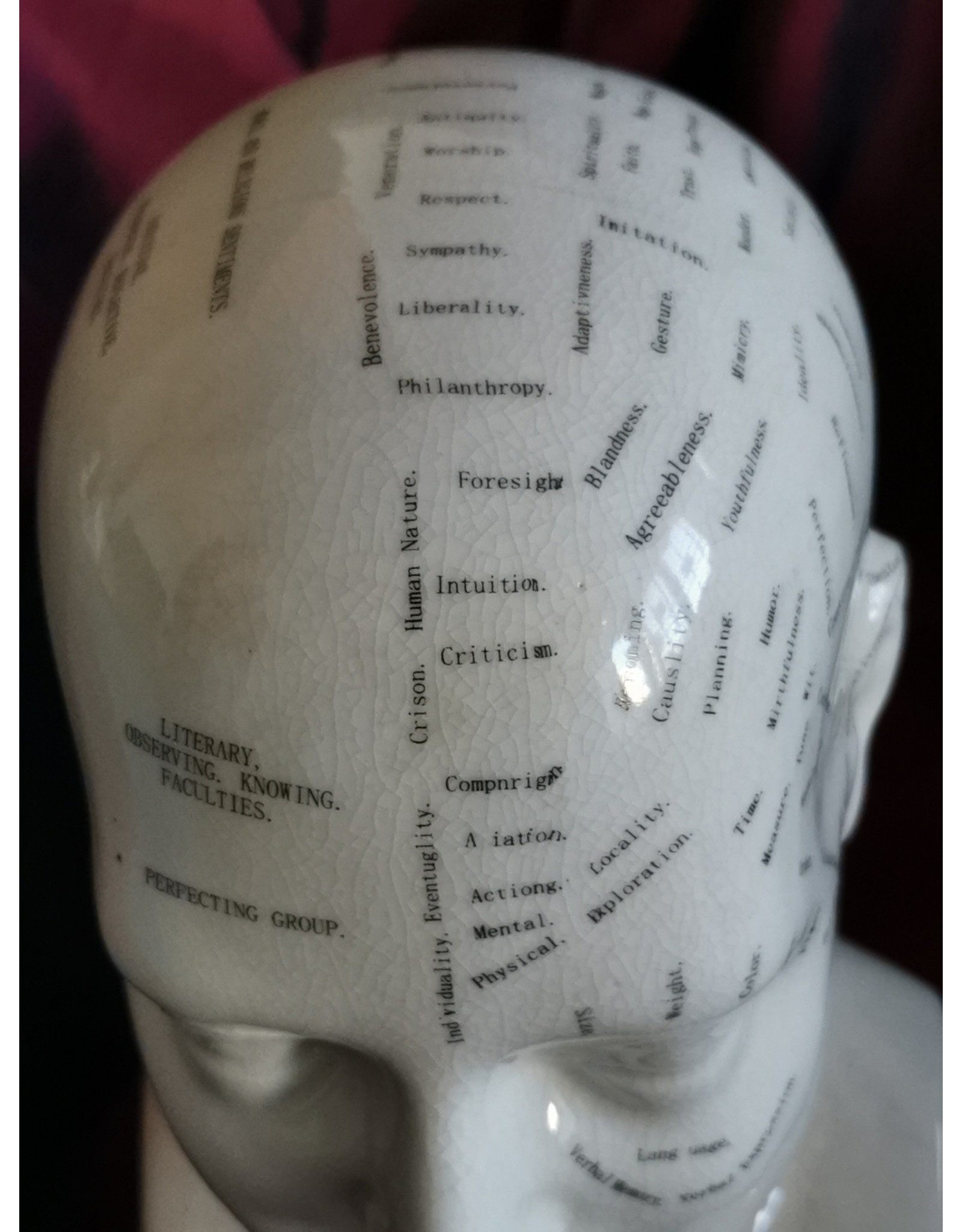 Trukado Miscellaneous -  Phrenology Keramiek Hoofd Large (23cm)