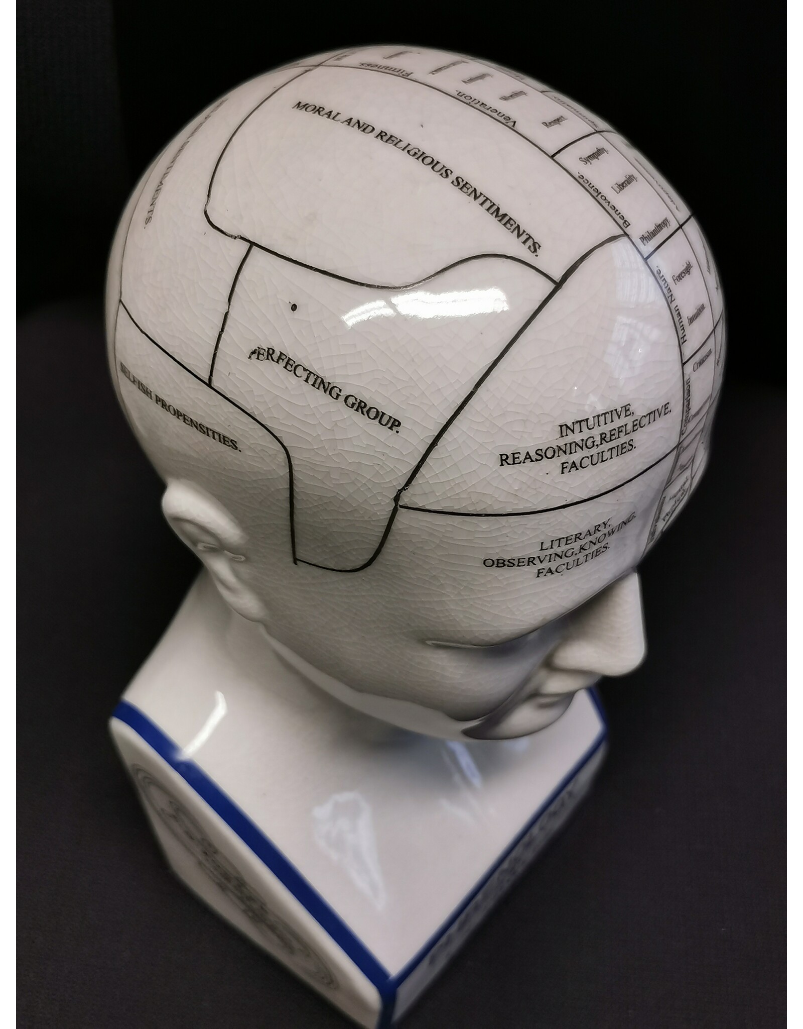 Trukado Miscellaneous - Phrenology  Ceramic Head XLarge (29cm)